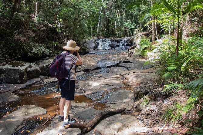 Bellthorpe Rainforest Private Tour - Reviews