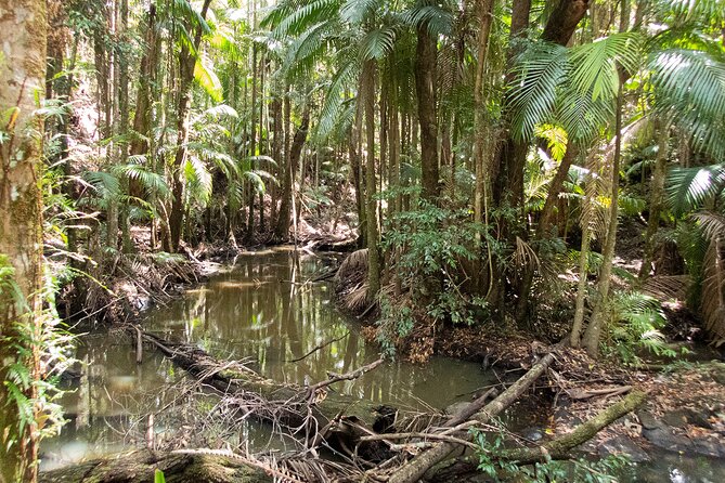 Bellthorpe Rainforest Private Tour - Additional Information