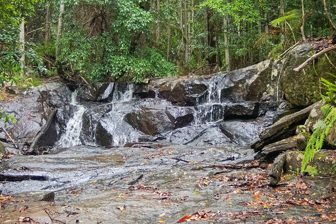 Bellthorpe Rainforest Private Tour - Common Questions