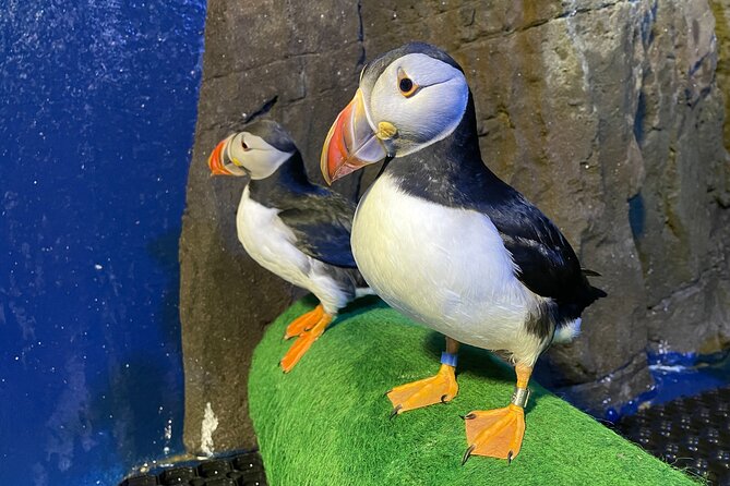 Beluga and Puffin Sanctuary Visitor Centre With Aquarium - Visitor Centre Overview