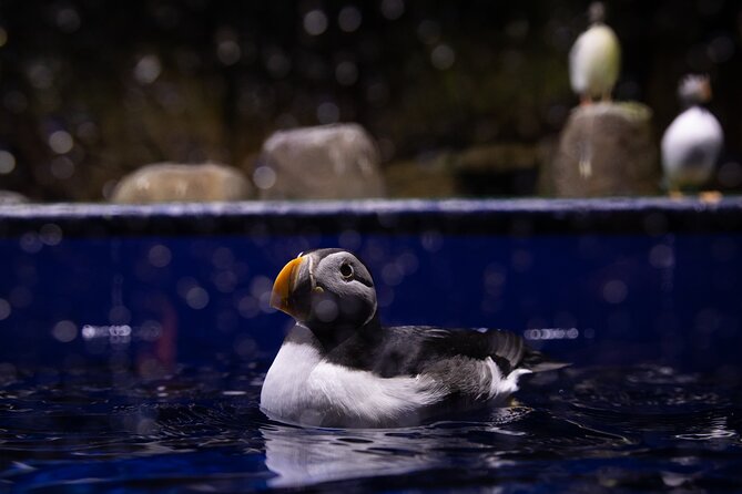 Beluga and Puffin Sanctuary Visitor Centre With Aquarium - Beluga Sanctuary Highlights