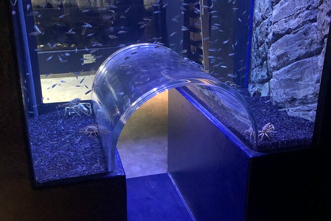 Beluga and Puffin Sanctuary Visitor Centre With Aquarium - Puffin Sanctuary Highlights