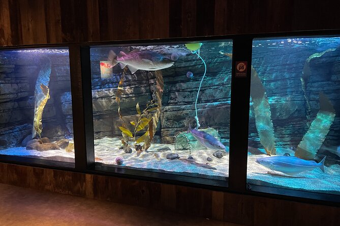 Beluga and Puffin Sanctuary Visitor Centre With Aquarium - The Sum Up