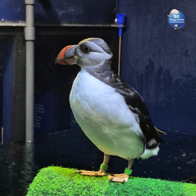 Beluga Whale Sanctuary - Admissions - Good To Know