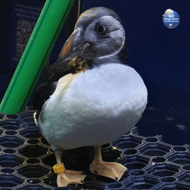 Beluga Whale Sanctuary - Admissions - A Deeper Look into the Beluga Whale Sanctuary