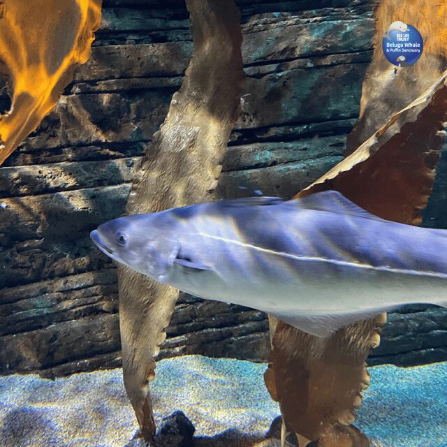 Beluga Whale Sanctuary - Admissions - Is It Worth the Price?