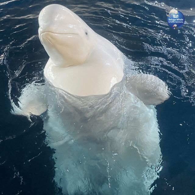 Beluga Whale Sanctuary - Admissions - FAQs