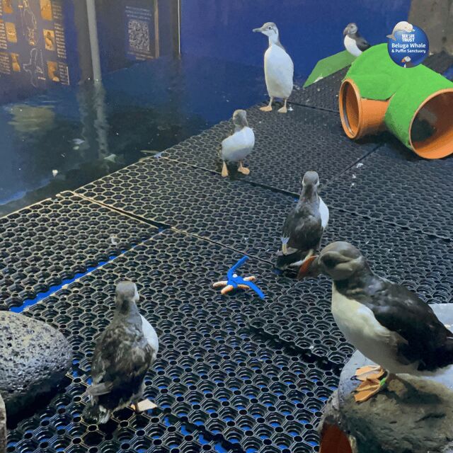 Beluga Whale Sanctuary - Admissions - The Sum Up: Is It Worth Visiting?