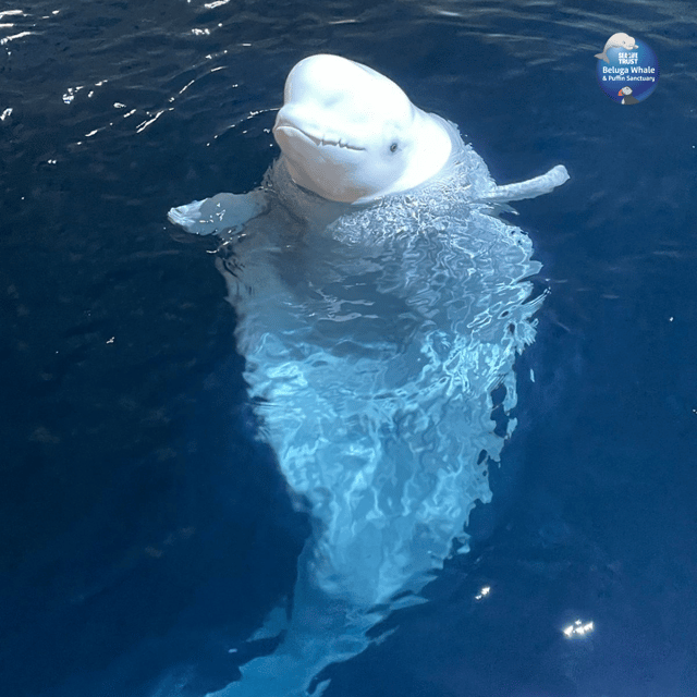 Beluga Whale Sanctuary - Admissions - The Sum Up: Is This Tour Worth It?