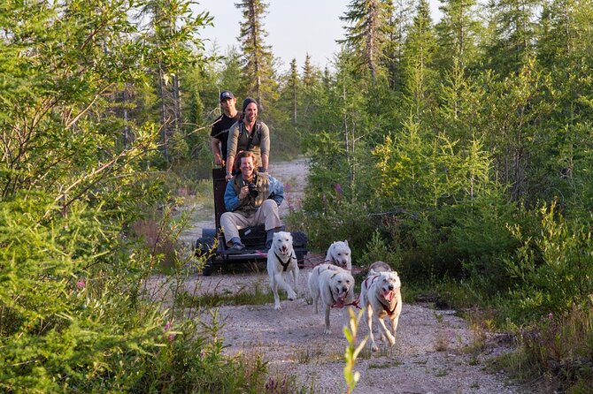 Belugas, Bears and Blooms in Churchill Manitoba - Blooming Beauty: Flora of Churchill