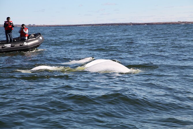 Belugas, Bears and Blooms in Churchill Manitoba - Zodiac Boat Adventure on Hudson Bay