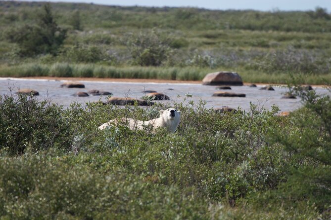 Belugas, Bears and Blooms in Churchill Manitoba - Essential Tips for Your Churchill Adventure