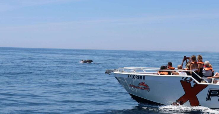 Benagil: 2.5-Hour Coastal Exploration and Dolphins Tour - Experience Highlights