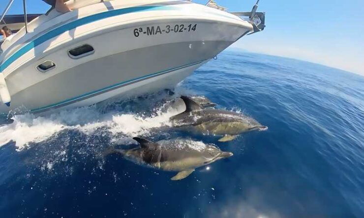 Benalmadena: Dolphin Sighting Boat Tour - Good To Know