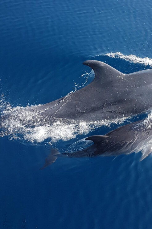 Benalmadena: Dolphin Sighting Boat Tour - Inclusions and Requirements