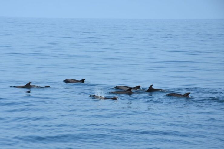 Benalmadena: Dolphin Watching Boat Tour - Activity Details