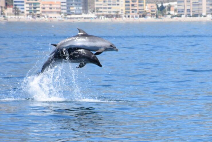 Benalmadena: Dolphin Watching Boat Tour - Highlights