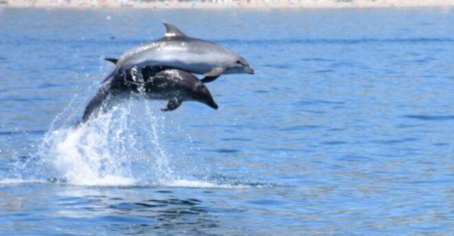 Benalmadena: Dolphin Watching Boat Tour - Full Description