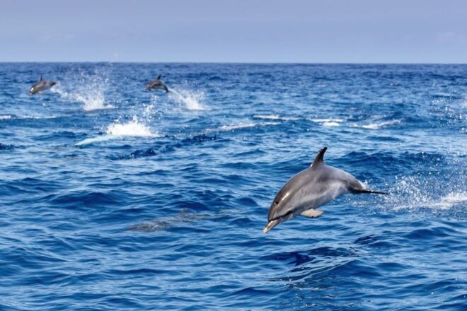 Benalmadena: Dolphin Watching Boat Tour - Inclusions