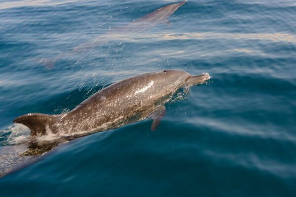 Benalmadena: Dolphin Watching Boat Tour - Directions