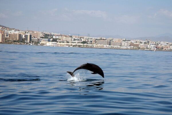 Benalmadena: Dolphin Watching Boat Tour - Common Questions