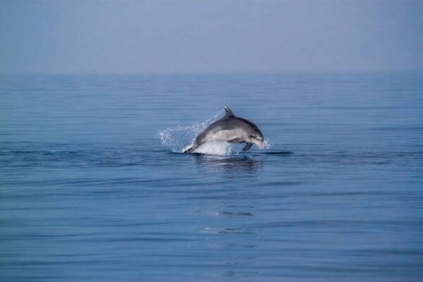 Benalmadena: Private Boat Trips - The Sum Up