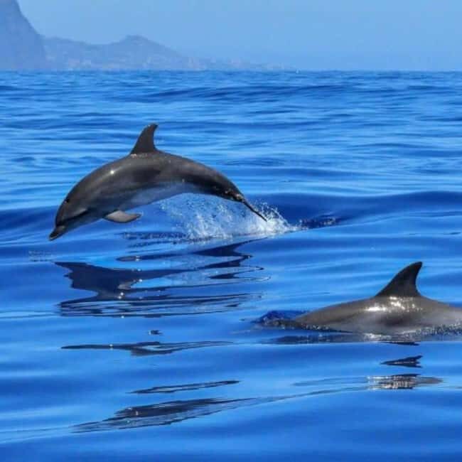 Benalmádena: Sailing & Dolphin Watching with Snacks/Drinks - Why This Tour Works