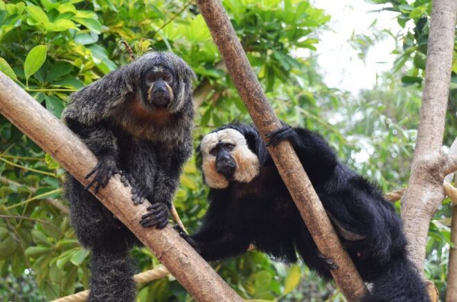 Benalmadena: Selwo Marina Admission Ticket - Inclusions