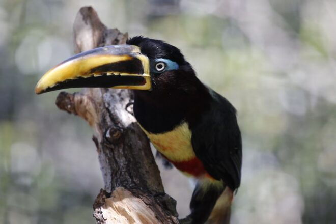 Benalmadena: Selwo Marina Admission Ticket - Directions