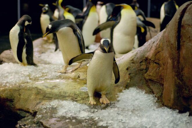 Benalmadena: Selwo Marina Admission Ticket - Common Questions