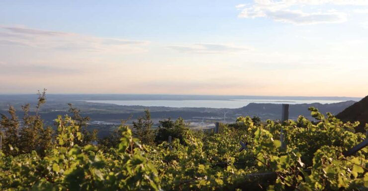 BENAZZOLI WINE EXPERIENCE - Good To Know