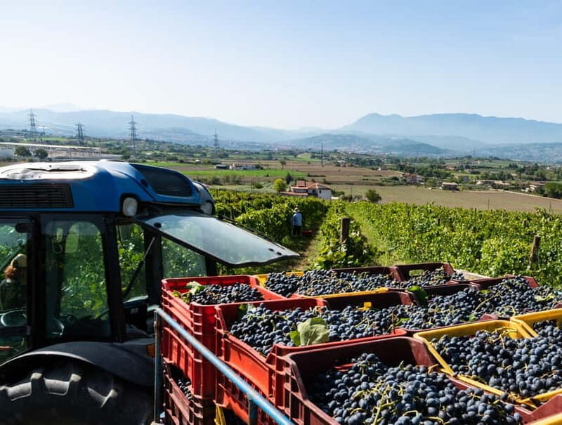 Benevento: picnic among the olive groves of the Sannio and tour of the estate - Good To Know