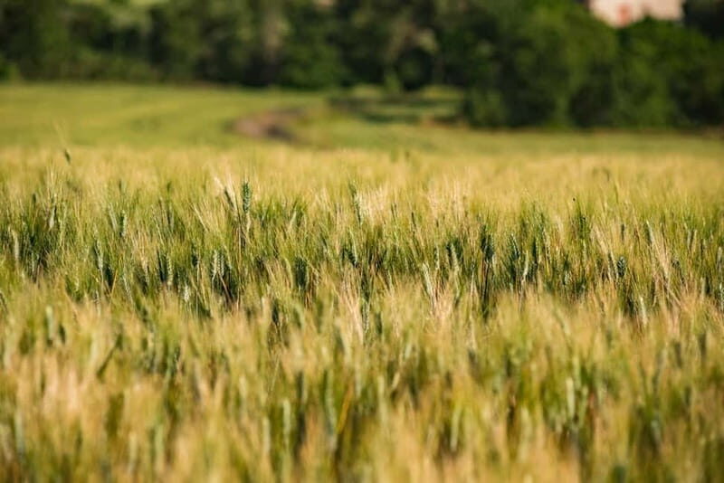 Benevento: picnic among the olive groves of the Sannio and tour of the estate - Discovering the Estate and Its Surroundings