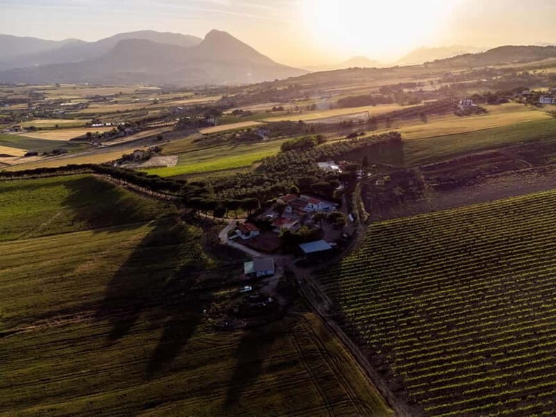 Benevento: picnic among the olive groves of the Sannio and tour of the estate - The Picnic: Tasting Campania’s Flavors