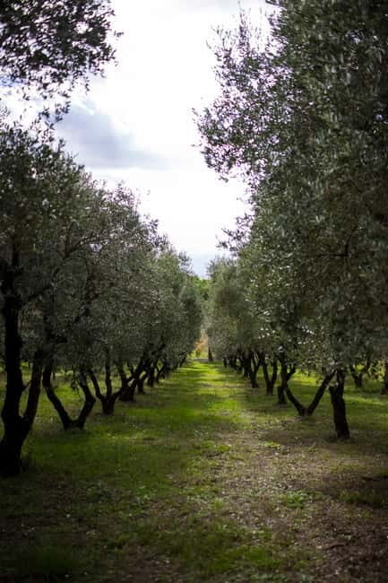 Benevento: picnic among the olive groves of the Sannio and tour of the estate - Practical Details and What to Know