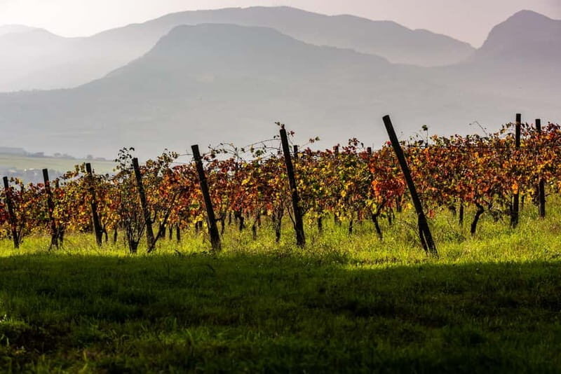 Benevento: picnic among the olive groves of the Sannio and tour of the estate - Why This Tour Is Worth Considering