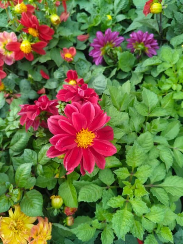 Bengaluru: Cubbon Park Nature Walking Tour - Good To Know