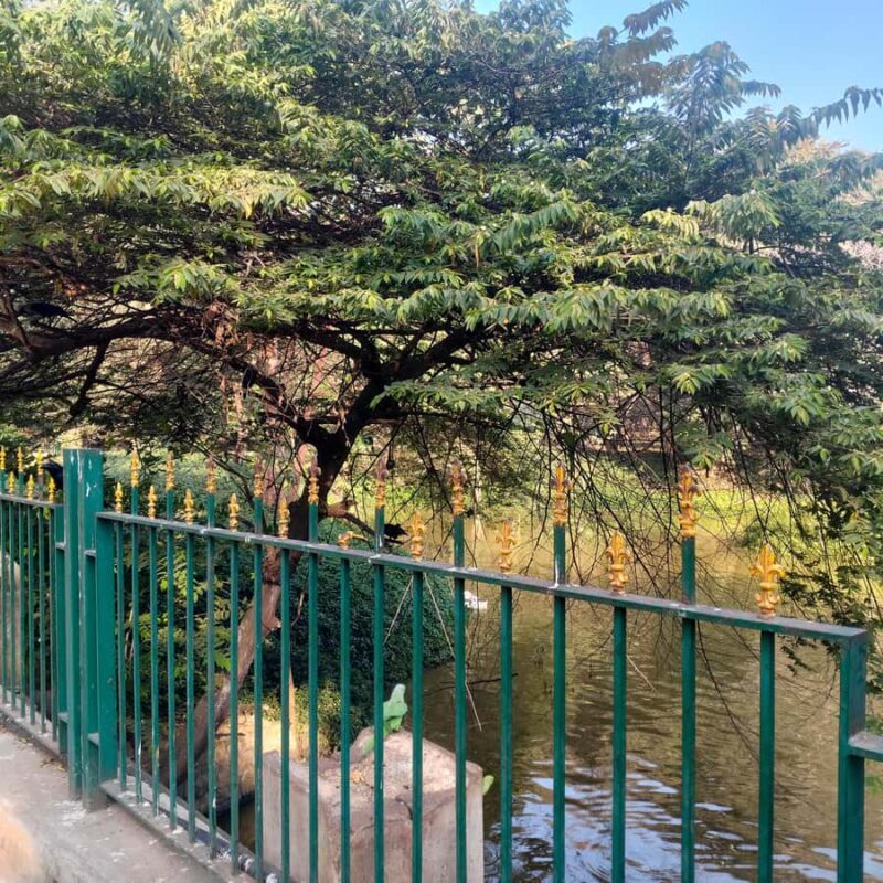 Bengaluru: Cubbon Park Nature Walking Tour - An In-Depth Look at the Cubbon Park Nature Walking Tour