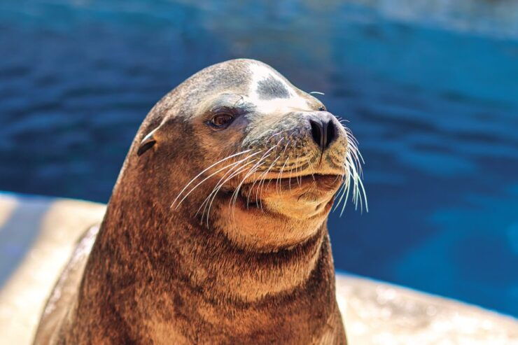 Benidorm: Mundomar Animal Park 1-Day Ticket - Experience Highlights