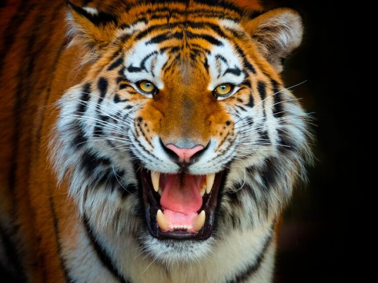 Benidorm: Terra Natura and Aqua Natura Combo Day Ticket - Animals and Exhibits at Terra Natura