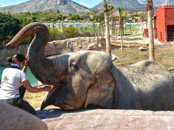 Benidorm: Terra Natura and Aqua Natura Combo Day Ticket - Accessibility and Transportation Options