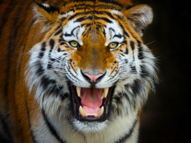 Benidorm: Terra Natura Theme Park 1-Day Tickets - Full Description of Terra Natura Theme Park