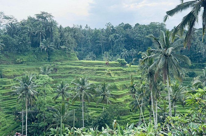 Benoa Port - Cruise Ship Shore Excursion - Private Guided Tour - Who Should Consider This Tour?