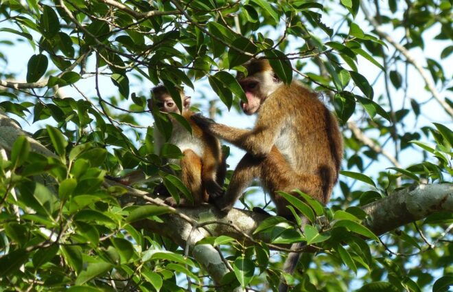 Bentota Beach, River Mangroves Lagoon, Wildlife Tour - Wildlife Spotting Experience