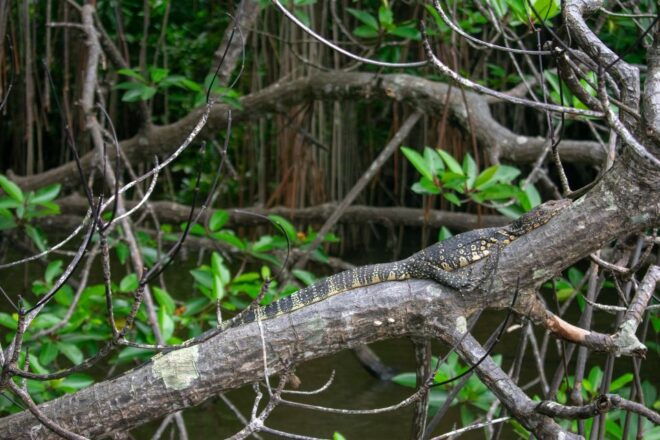 Bentota Beach, River Mangroves Lagoon, Wildlife Tour - Powerboat Ride Through Mangroves