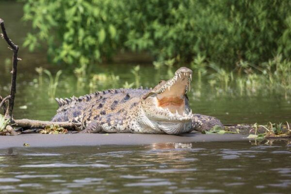Bentota Beach, River Mangroves Lagoon, Wildlife Tour - Customer Review and Feedback