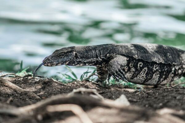 Bentota Beach, River Mangroves Lagoon, Wildlife Tour - Common Questions