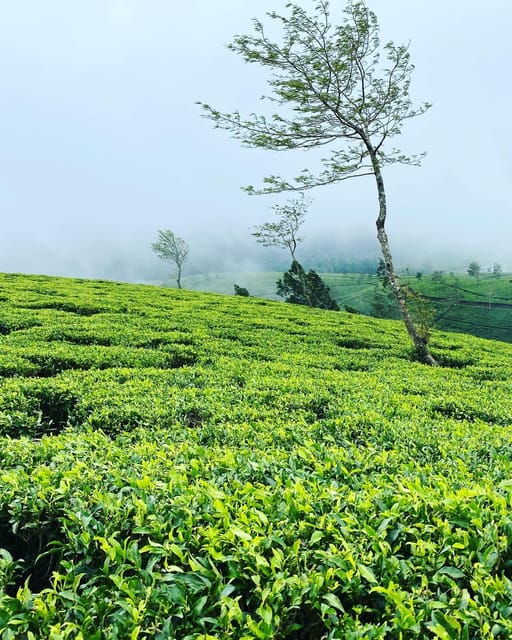 Bentota: Ella Day Trip With Train Ride and Waterfall Visit - Hiking Little Adams Peak