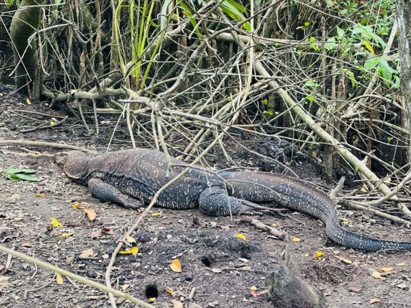 Bentota/Kalutara: Koggala Lake Boat Safari & Kayaking Tour - Discovering Koggala Lake: What You Can Expect
