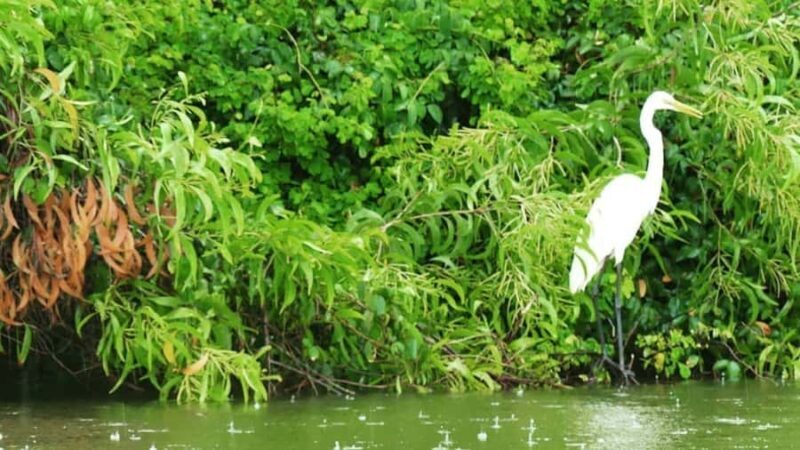 Bentota/Kalutara: Koggala Lake Boat Safari & Kayaking Tour - Who Is This Tour Best Suited For?